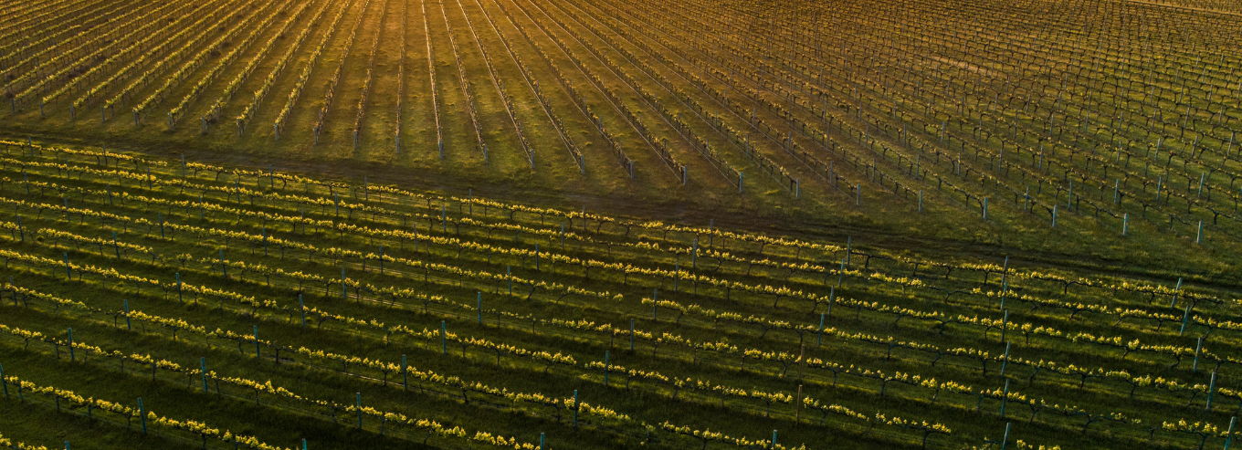 Aerial shot of vineyard